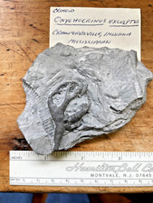 crinoid for sale crinoid for sale Morrisville