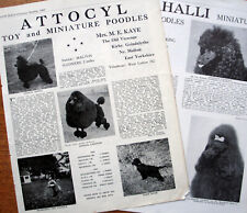 Poodle toy miniature for sale  HOLYWELL