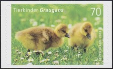 3222 tierkinder graugans gebraucht kaufen  Schwalmtal