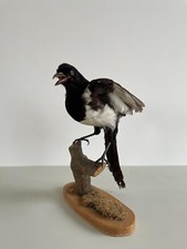 Vintage taxidermy magpie for sale  CARLISLE