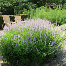 Veronicastrum virginicum kande gebraucht kaufen  Mönchengladbach