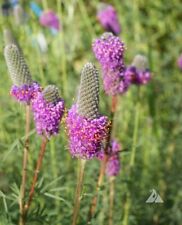 Clover purple prairie for sale  Sevierville