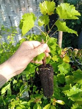 Piantine vite uva usato  Spigno Monferrato