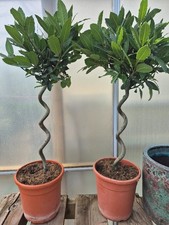 Pair bay tree for sale  STOKE-ON-TRENT