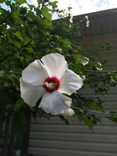 White cherry center for sale  Clover