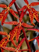 Renanthera species sundown usato  Spedire a Italy