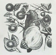 Snail sloes blackthorn for sale  OSWESTRY