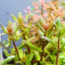 Stems ammania capitellata for sale  Stockton