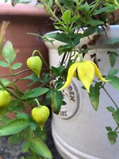 Clematis tangutica dwarf for sale  GREAT MISSENDEN