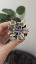 Echeveria rainbow variegata for sale  LONDON
