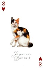Japanese bobtail cats for sale  Bakersfield
