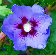 Hibiscus syriacus marina usato  Italia