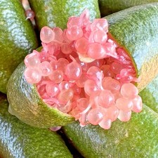 Finger lime pink for sale  Plant City