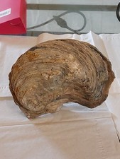 Enorme huitre fossile d'occasion  Auxerre