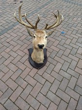 Taxidermy stag head for sale  CARLISLE
