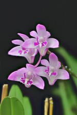 orchids kingianum dendrobium for sale  Bloomington
