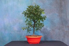 Campeche pre bonsai for sale  North Fort Myers