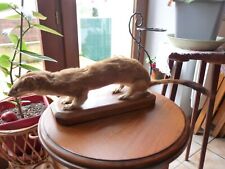 Belette naturalisé taxidermis d'occasion  Biars-sur-Cère