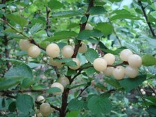 Nanking white sweet for sale  Weyauwega