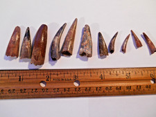 dinosaur fossil for sale dinosaur fossil for sale Englewood