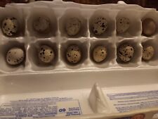 Coturnix quail hatching for sale  Newton