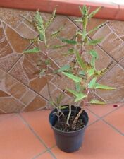 Kalanchoe daigremontiana hough usato  Barcellona Pozzo di Gotto