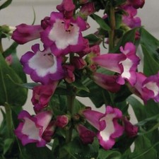 Penstemon polaris purple for sale  WORKSOP