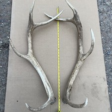 Deer antlers xtra for sale  LUTTERWORTH