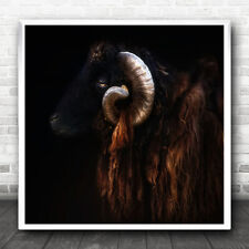 Background animal animals for sale  UK