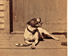 Antique 1880s dog for sale  Philadelphia