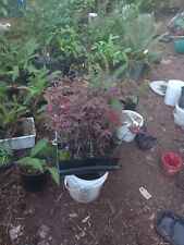 Bloodgood japanese maples for sale  Oregon City