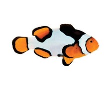 Premium picasso percula for sale  Haslet