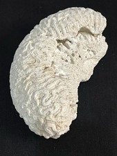 Fossile corail blanc d'occasion  Grenoble-