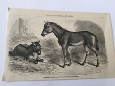Engraving 1856 hemippes d'occasion  Expédié en Belgium