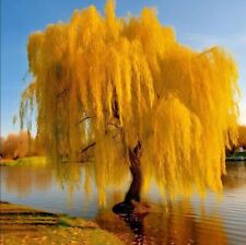 Gold weeping willow for sale  Chariton