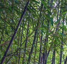 Black bamboo true for sale  Red Bluff