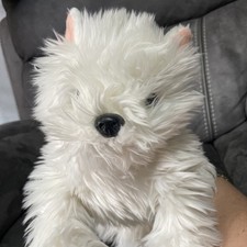 White westie dog for sale  MORECAMBE