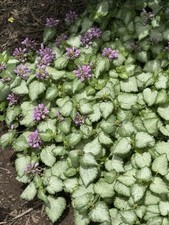 Lamium live starter for sale  Lewisburg