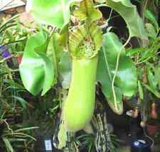 Semi nepenthes truncata usato  Trappeto