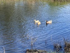 Khaki campbell duck for sale  Sarasota