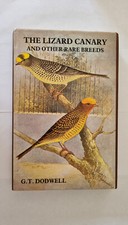 Lizard canary rare for sale  DONCASTER
