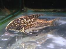 scleromystax barbatus for sale  BRIERLEY HILL