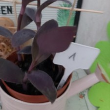 Tradescantia purple heart gebraucht kaufen  Bückeburg