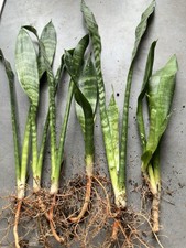 Sansevieria bogenhanf stk gebraucht kaufen  Freudenberg