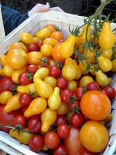 Heirloom tomato seed for sale  Albany