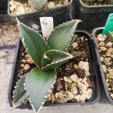 Agave titanita titanota usato  Porto Cesareo