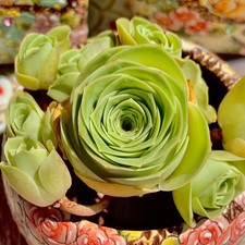 Mountain rose succulent for sale  Syosset