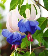 Sale2346 fuchsia blue gebraucht kaufen  Dettingen an der Erms