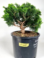 Dwarf hinoki cypress for sale  Princeton Junction