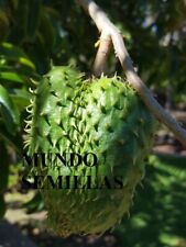 Semillas de Guanabana - Annona muricata comprar usado  Enviando para Brazil